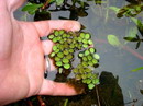راهنمای نگهداری و پرورش گیاهان آکواریومی - سالوینیا مینیما